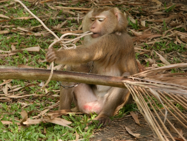 Die Scientology Kirche und deren Einstellung zur Beachtung von Recht und Gesetz